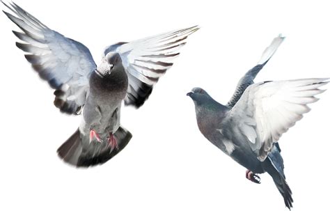 Flying Pigeon Png Free Logo Image