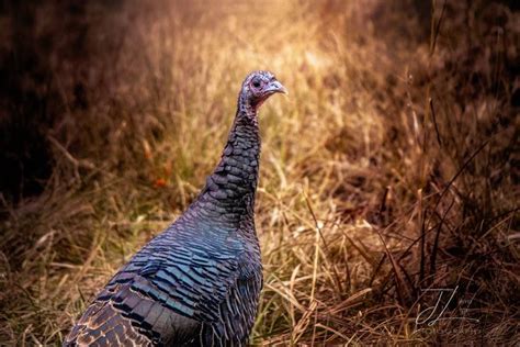 Turkey Thanksgiving Animal Portrait Wildlife Photo Turkey Etsy Pet