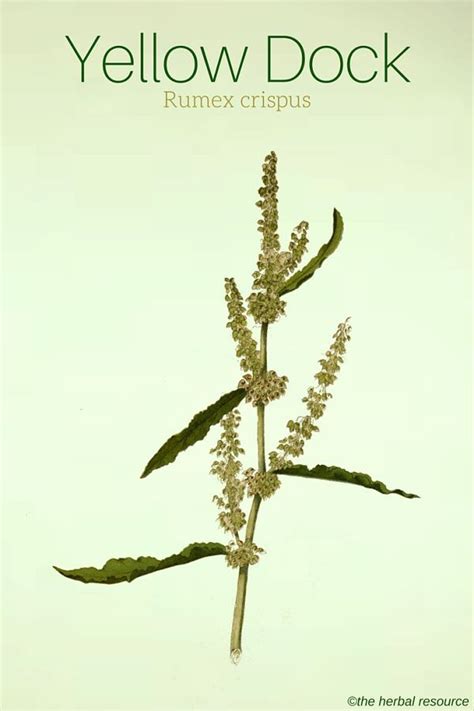 Ingesting large quantities may cause cramping, nausea, diarrhoea. Yellow Dock Herb - Health Benefits and Side Effects ...