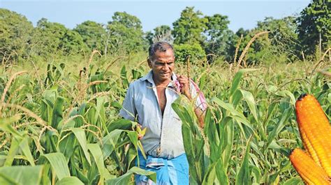 The Big Maize Revolution In Kotiyagala Sunday Observer