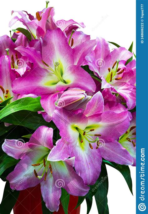 Close Up Bouquet Of Pink Lilies Natural Lilly Floral Background