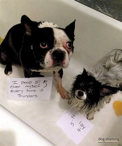 A Storms A Brewin Boston Terrier Funny Boston Terrier Dog Shaming
