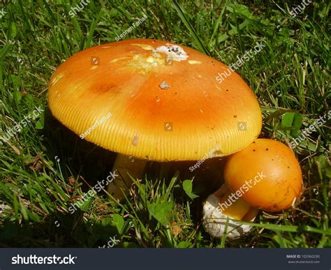 Close Amanita Caesarea Mushrooms Known Caesars Stock Photo 102960290