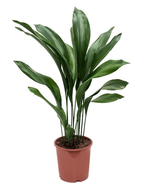 Aspidistra Elatior Live And Replica Planting