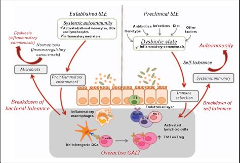 Figure 1 From Intestinal Dysbiosis In Systemic Lupus Erythematosus