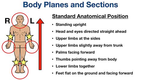 body planes and sections anatomical position directional term definitions example diagram