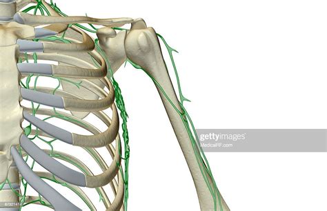 The Lymph Supply Of The Shoulder Stock Illustration Getty Images