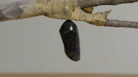 Monarch Butterfly Chrysalis Transformation Time Lapse Youtube