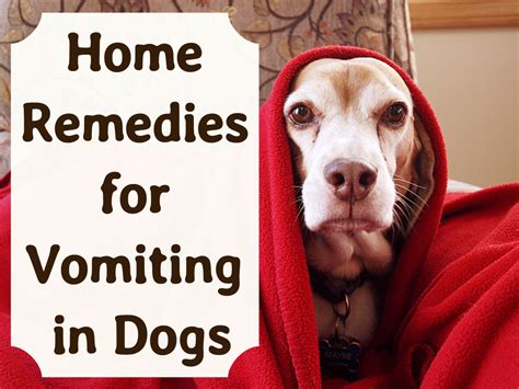 Effective Home Remedies For Vomiting Dogs Pethelpful