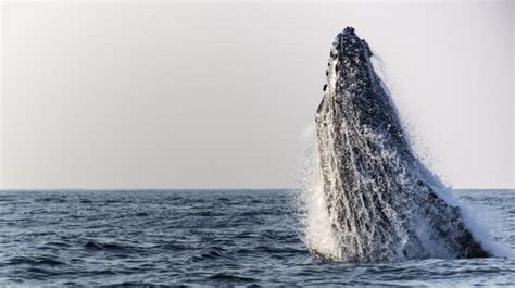 South Africa In August Weather And Whale Watching Bookmundi