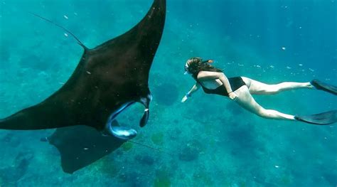 Nusa Lembongan Manta Ray Snorkeling Snorkel With Sea Turtle