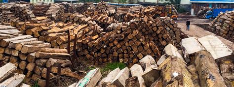 Eia Welcomes Chinas New Law To Ban Illegal Timber Eia Us