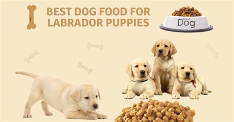 Best Puppy Food For Labs 10 Healthiest Best Dog Food For Labrador