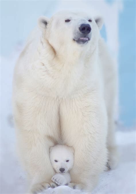 Polar Bears Most Beautiful Picture Wildlife Archives Wildlife