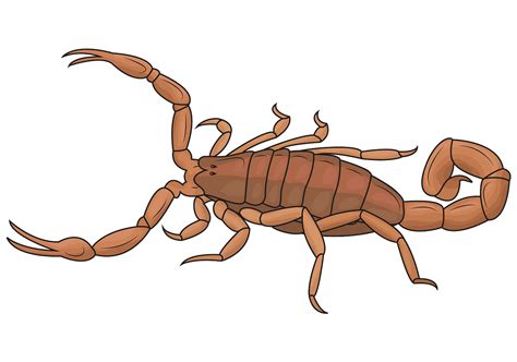 Scorpion Images Clipart 10 Free Cliparts Download Images On