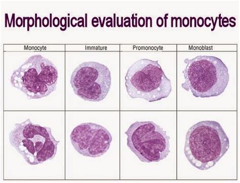 Medical Laboratory And Biomedical Science Morphological Evaluation Of