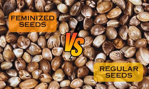 Feminized Vs Regular Cannabis Seeds The Difference Revealed