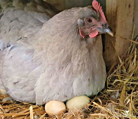 Setting Your Chicken Hatching Eggs By The Moon Fresh Eggs Daily®