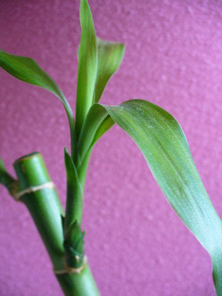 Learn how to care for yours with this lucky bamboo care guide that has care tips, symbolism lucky bamboo can grow in water, but for the best results, it should be transferred to soil after it grows solid roots. Bamboo Cuttings | Plants, Plants grown in water, Bamboo ...