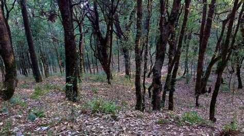 Biodiversity Damage Once Dense Forests In Kumaon Now