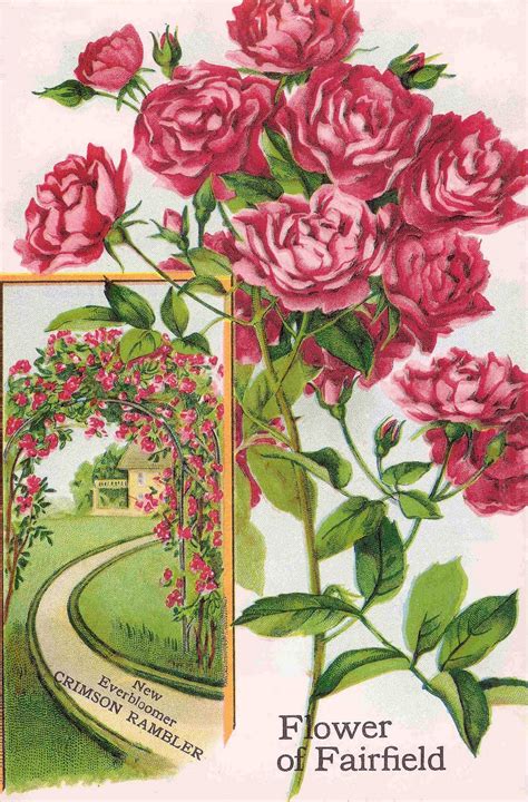 Antique Images Free Flower Clip Art Pink Roses From