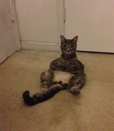 24 Hilarious Photos Of Cats Sitting Awkwardly