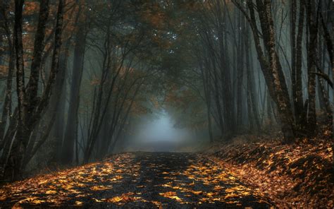 Nature Landscape Mist Road Forest Leaves Fall Trees