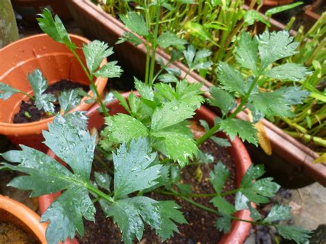 Itulah sebabnya ia sering dicampurkan ke dalam masakan seperti sup dan tumisan. ANTARA HOBI DAN KEBUN MINI: Daun sup