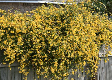 It can be planted down in southern florida, texas, california and other warm areas. Plant flowering vines now for great show next spring ...