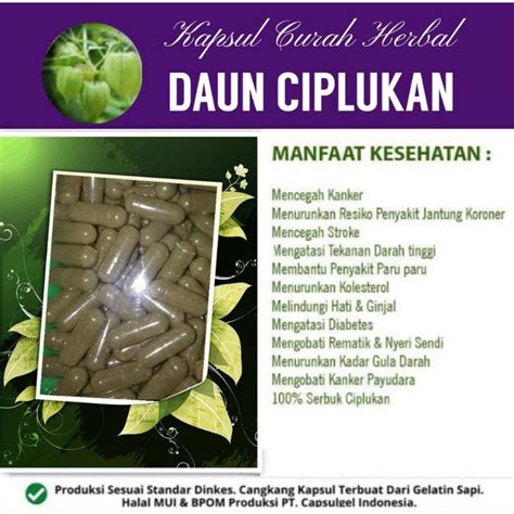 Jual Daun Ciplukan 100 Kapsul Curah Herbal Shopee Indonesia