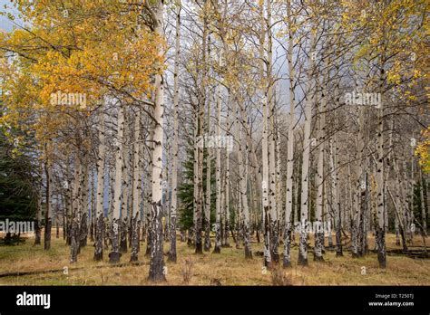 Quaking Aspens Populus Tremuloides Turn Yellow During Autumn In The