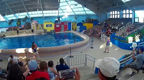 7 Seas Dolphin Show Brookfield Zoo Youtube