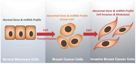 Cancers Free Full Text Triple Negative Breast Cancer Profile From