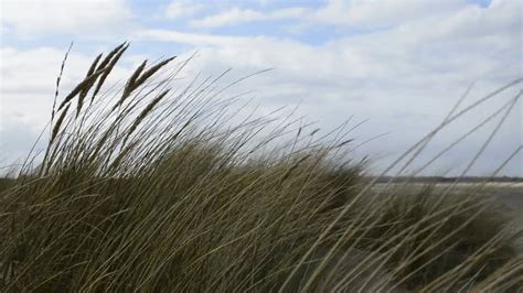 Seaside Grass Growing On The Sand · Free Stock Video