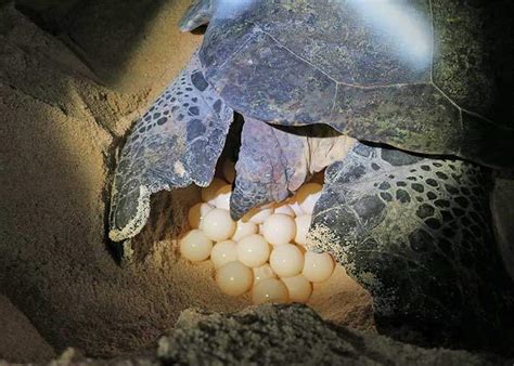 Incubation Periods For Sea Turtle Eggs