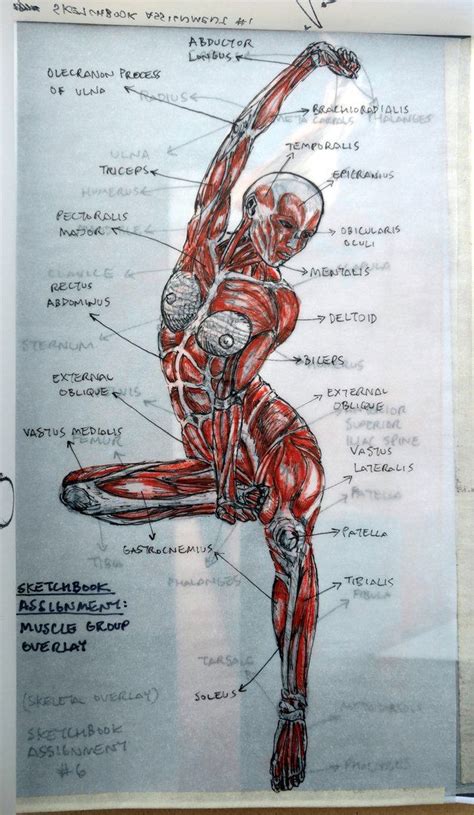 Pinnwand Anatomy Drawing Human Anatomy Art Anatomy Sketches