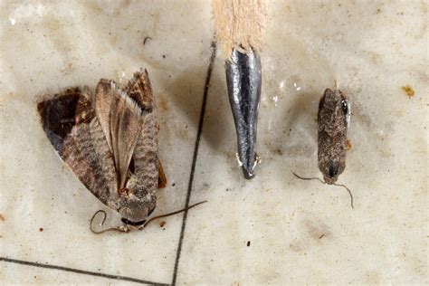 They're just waxed paper traps that are baited with pheromones and coated in tanglefoot (a sticky goo). Ready, Set, Monitor! Traps are set to detect key pests of ...