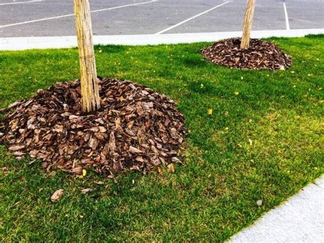 Different Types Of Mulch Your Complete Guide For 2023
