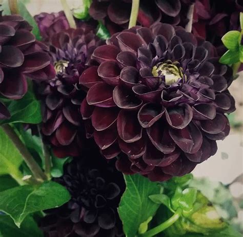 11 Gorgeous Black Flowers From Around The World Ferns N Petals