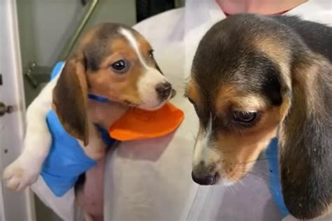 Rescued Beagles Arrive At Humane Society Rehab Center In Maryland