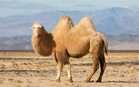 Bactrian Camel Full Hd Wallpaper And Background 2560x1600 Id368692