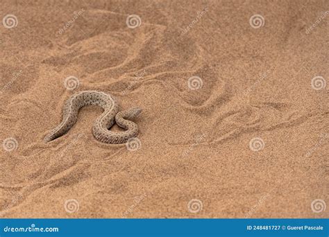 Saharan Horned Viper Snake In The Sand Stock Image Image Of Cerastes