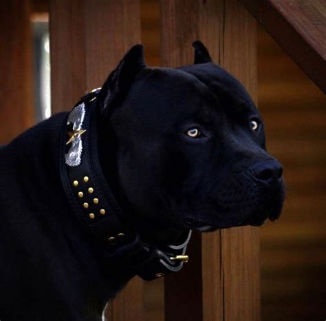 Black Pitbull Black Pitbull Pitbulls Pitbull Terrier