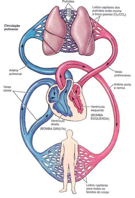 Sistema Circulatorio Humano Anatomia Do Aparelho Cardiovascular Images