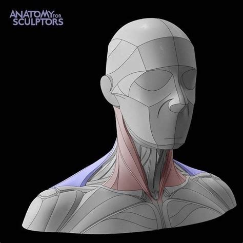Anatomy For Sculptors On Instagram “the Neck Has Been Our Primary