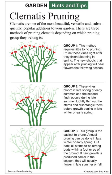 Only prune weak, spindly growth after they bloom. Pruning Clematis Vines, by Jeff Rugg | Creators Syndicate