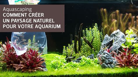 Aquascaping Comment Créer Un Paysage Naturel Pour Votre Aquarium