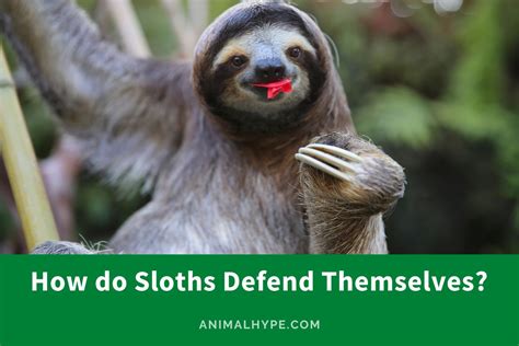 How Do Sloths Defend Themselves? - Animal Hype