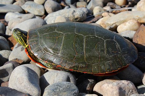 Painted Turtle Chrysemys Picta Amphibians And Reptiles Of South Dakota