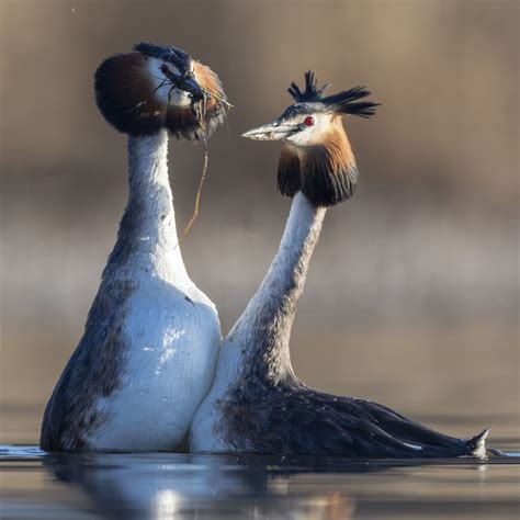 courtship birdforum